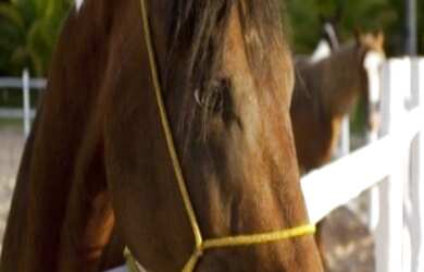 Imagem 8: Simões Filho - Terreno Padrão - Simões Filhos