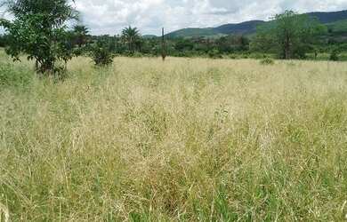 Imagem: A fazenda possui 2.550m² de Área e está localizado em Serraria