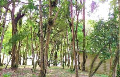 Imagem 12: Área para Venda em Tijucas do Sul, São Joãozinho