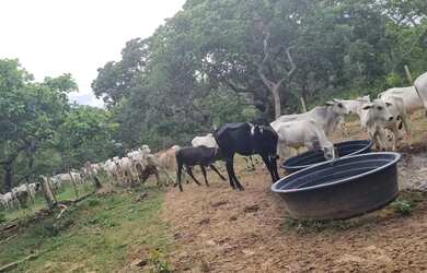 Imagem 7: Imóvel para venda possui 1010000 metros quadrados em Centro - Arinos...