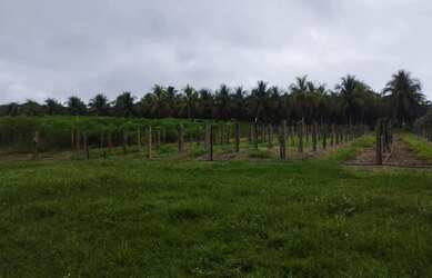 Imagem 10: Fazenda na pista Rodovia BR174, entre Km 60 e 63. 2.449ha com 3.900mts de fachada. 45.000