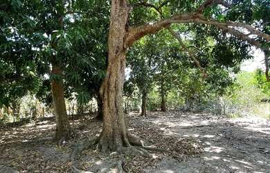 Imagem: A chácara possui 5.000m² de Área e está localizado em Jóquei