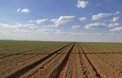 Imagem 3: VENDO FAZENDA CULTURA E PECUARIA REGIAO DE UBERLANDIA 6110