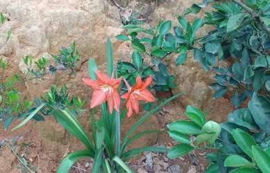 Imagem 2: Casa Casa com 2 dormitórios