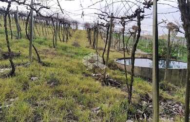 Imagem: A fazenda possui 22.000m² de Área e está localizado em São