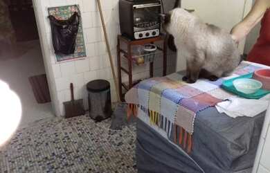 Imagem 13: SANTA TERESA LARGO DO FRANÇA 150M2 COM GARAGEM ESCRITURA ELEVADOR