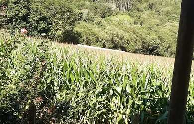 Imagem 9: Lindo Sitio Desterro de Entre Rios 18 hectares 180 mil metros muito verde...
