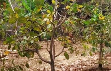 Imagem: O terreno possui 300m² de Área e está localizado em Jundiaí