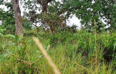 Imagem 4: Fazenda 158 hectares valor 1.120.000