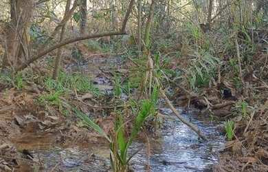 Imagem: A fazenda possui 1.850m² de Área e está localizado em Centro