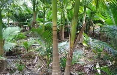 Imagem 11: Área Rural para Venda em Nova Trento / SC no bairro Serravel