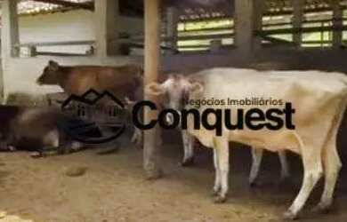 Imagem 4: Linda Fazenda Mista, 12 hectares totalmente aproveitados e produtivos,...