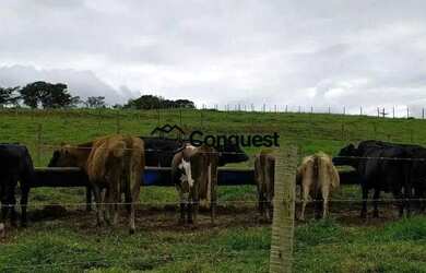 Imagem 5: Linda Fazenda Mista, 12 hectares totalmente aproveitados e produtivos,...