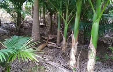 Imagem 7: Área Rural para Venda em Nova Trento / SC no bairro Serravel