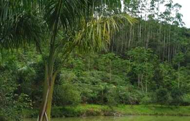Imagem 6: Área Rural para Venda em Nova Trento / SC no bairro Serravel