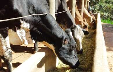 Imagem 6: Fazenda. 40.000m² de Área