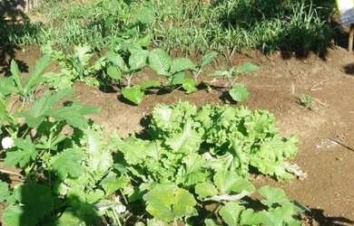 Imagem 15: Fazenda para Venda em Senador Mourão Diamantina , Diamantina