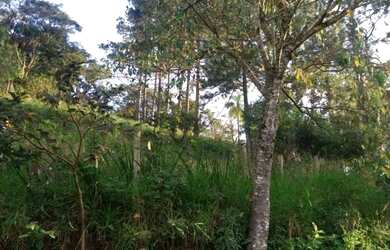 Imagem 3: Vendo lote maravilhoso por R$96.000,00 , com escritura e IPTU 2022 quitado