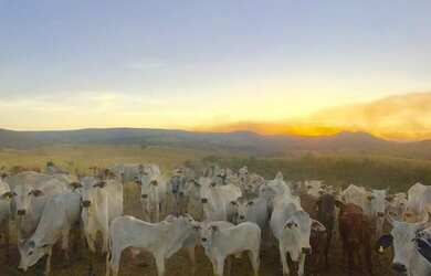 Imagem: A fazenda possui 7260000m² de Área e está localizado em Capitólio