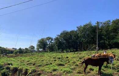 Imagem 3: Terreno Rural em Marialva