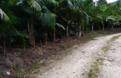 Imagem 10: Área Rural para Venda em Nova Trento / SC no bairro Serravel
