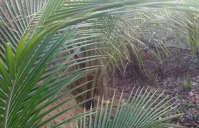 Imagem 5: Casa Casa com 2 dormitórios