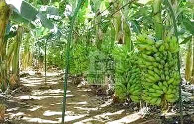 Imagem: A fazenda possui 193.600m² de Área e está localizado em