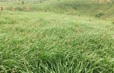 Imagem 12: FAZENDA EM NOVA REDENÇÃO - 1400 TAREFAS
