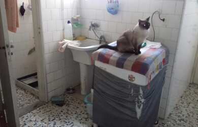 Imagem 9: SANTA TERESA LARGO DO FRANÇA 150M2 COM GARAGEM ESCRITURA ELEVADOR