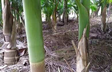 Imagem 14: Área Rural para Venda em Nova Trento / SC no bairro Serravel