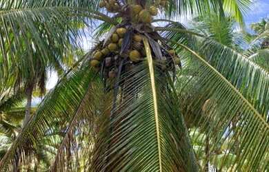 Imagem: A fazenda possui 77m² de Área e está localizado em Conde