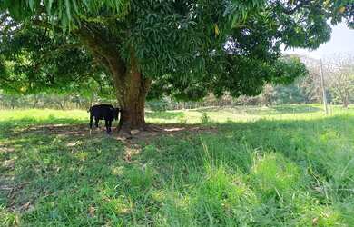 Imagem 13: Área de 75 mil m2 á venda na Ilha de Guaratiba - Rio de Janeiro - RJ