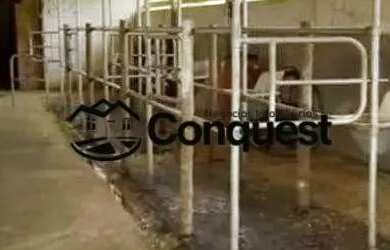 Imagem 9: Linda Fazenda Mista, 12 hectares totalmente aproveitados e produtivos,...