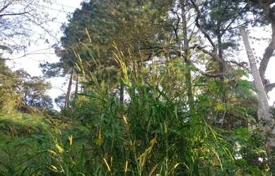 Imagem 9: Vendo lote maravilhoso por R$96.000,00 , com escritura e IPTU 2022 quitado