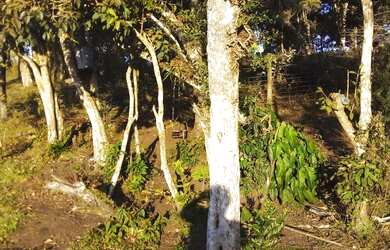 Imagem 2: Vendo chacara. 10m² de Área