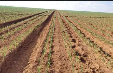 Imagem 5: VENDO FAZENDA CULTURA E PECUARIA REGIAO DE UBERLANDIA 6110