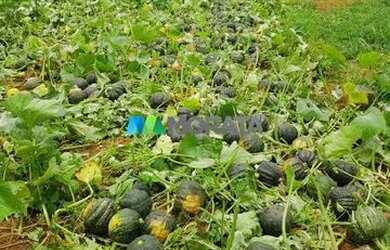 Imagem: A fazenda possui 2.370m² de Área e está localizado em Corinto