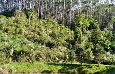 Imagem 4: Área Rural para Venda em Nova Trento / SC no bairro Serravel