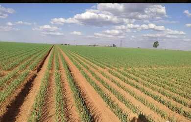 Imagem 2: VENDO FAZENDA CULTURA E PECUARIA REGIAO DE UBERLANDIA 6110