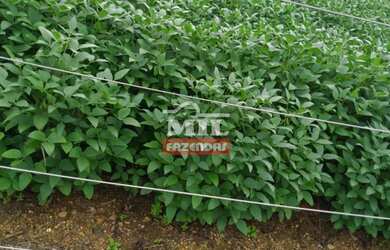 Imagem 8: Fazenda Produtiva Norte de Goiás. gt 390 Alq. 1.888 Há