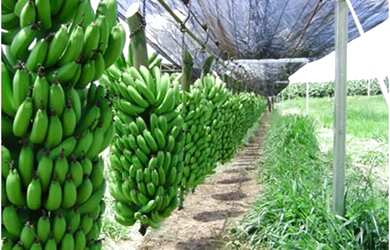 Imagem: O terreno possui 8000m² de Área e está localizado em Russas