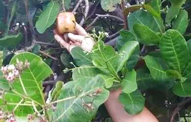 Imagem 10: Casa com 3 dormitórios para alugar, 600 m² por R$ 5.800,00/mês - Barra do Jacuípe - Camaça