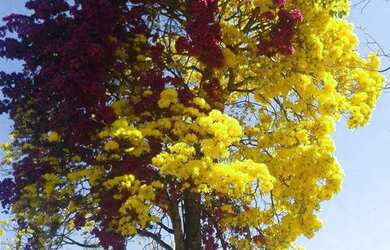 Imagem: Lote Residencial no Veiga Jardim Grande Oportunidade!