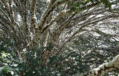 Imagem 6: Sítio à venda, 96359 m² por R$ 1.200.000,00 - Centro - Mombuca/SP