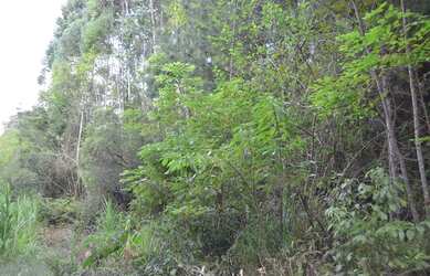 Imagem 6: Sítio à venda, 130000 m² por R$ 1.085.000,00 - Pedra Branca - Gramado/RS