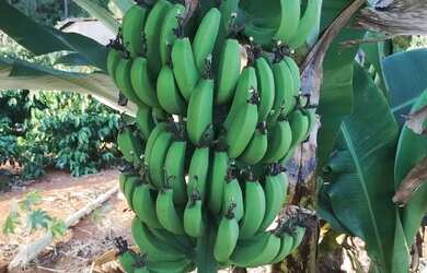 Imagem 7: Chácara espetacular para venda, escriturada e registrada