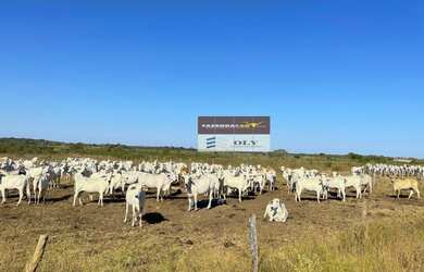 Imagem 5: FAZENDA EXTRA 1.880 HECTARES - REGIÃO DE FORMOSO DO ARAGUAIA - TO