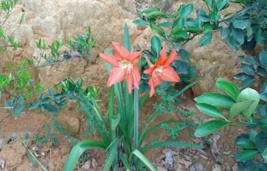 Imagem 1: Casa Casa com 2 dormitórios