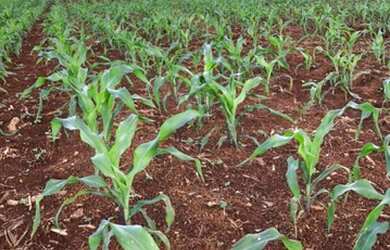 Imagem: A fazenda possui 86m² de Área e está localizado em Aparecida