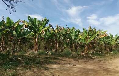 Imagem 2: Vendo Terreno Produtivo de 24,65Ha e Casa Sede Alto Padrão